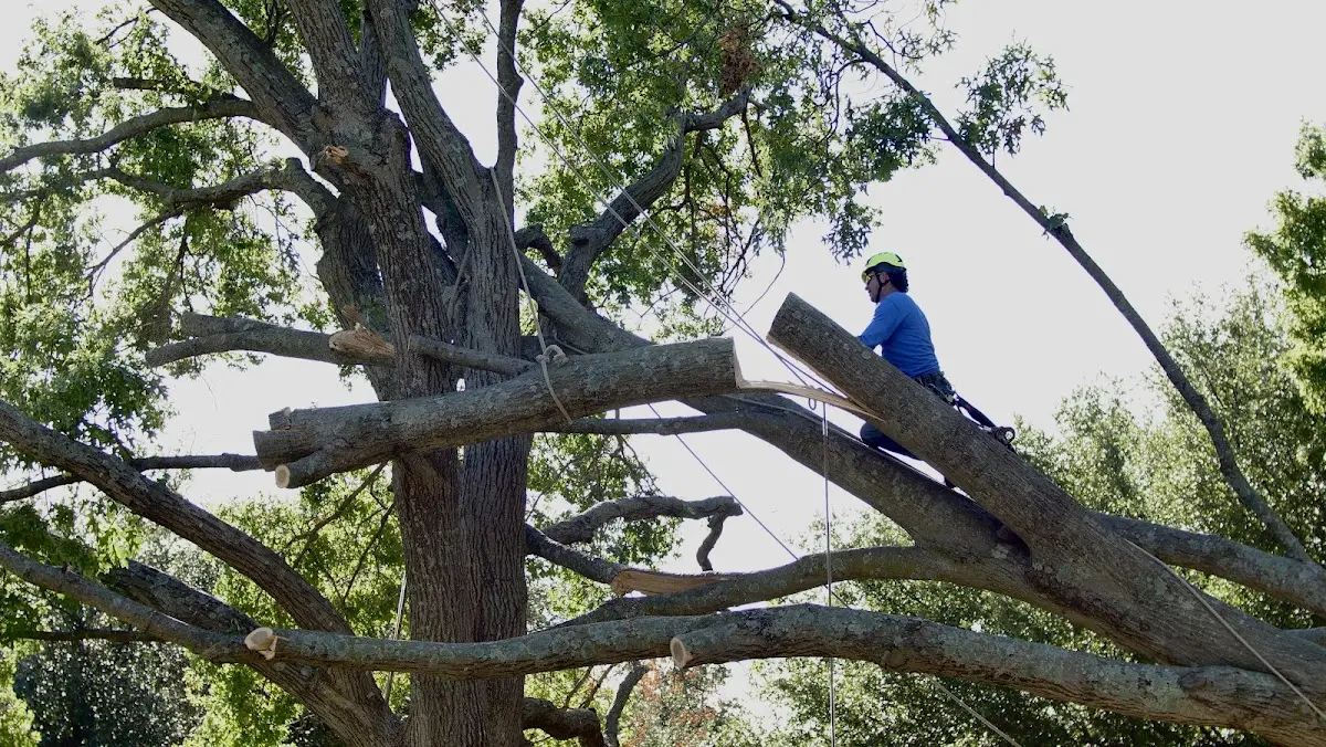 Professional Crown Thinning performed by certified arborists in Folly Beach